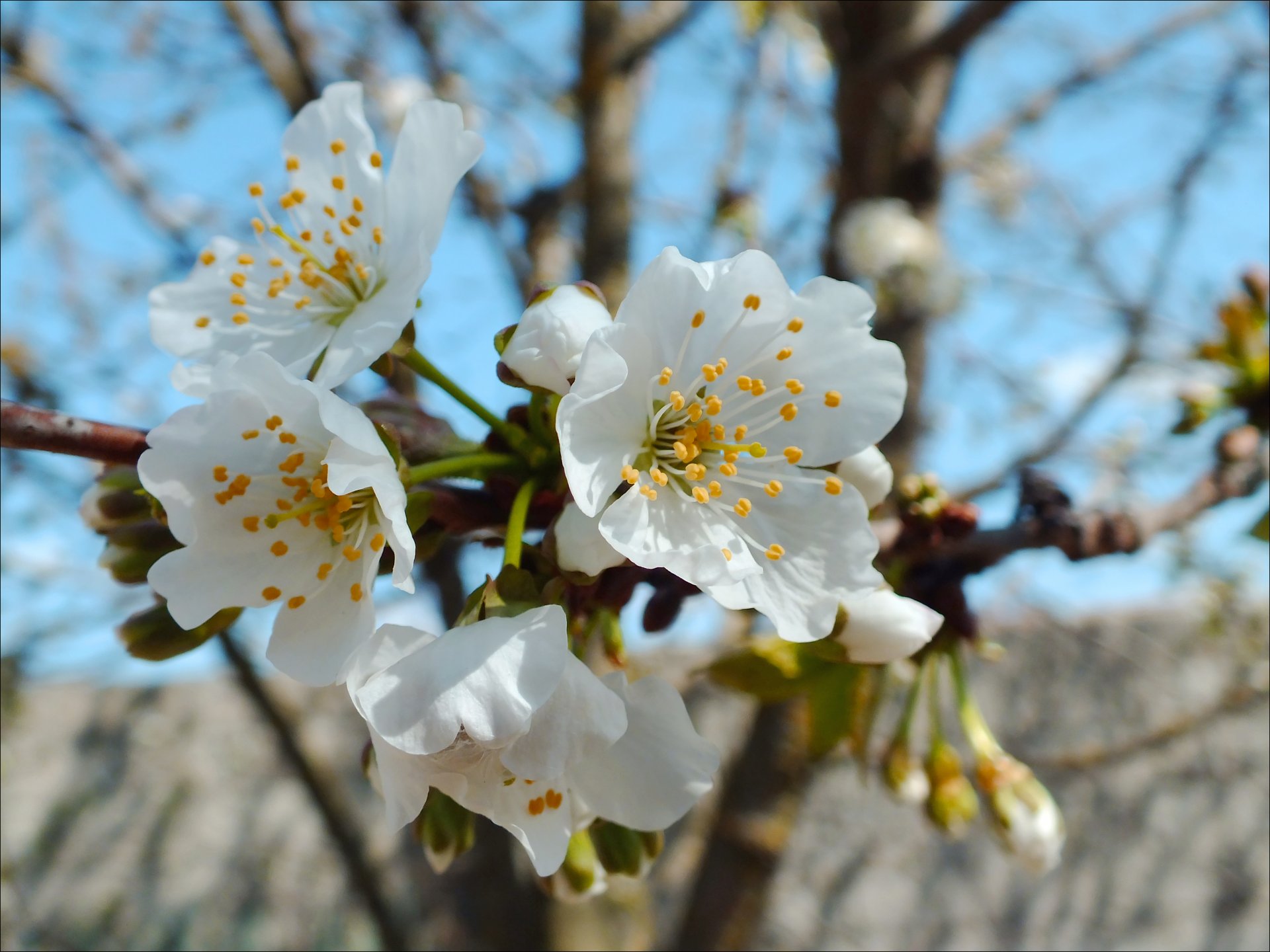 fiori primavera cielo pistillo stami ciliegia