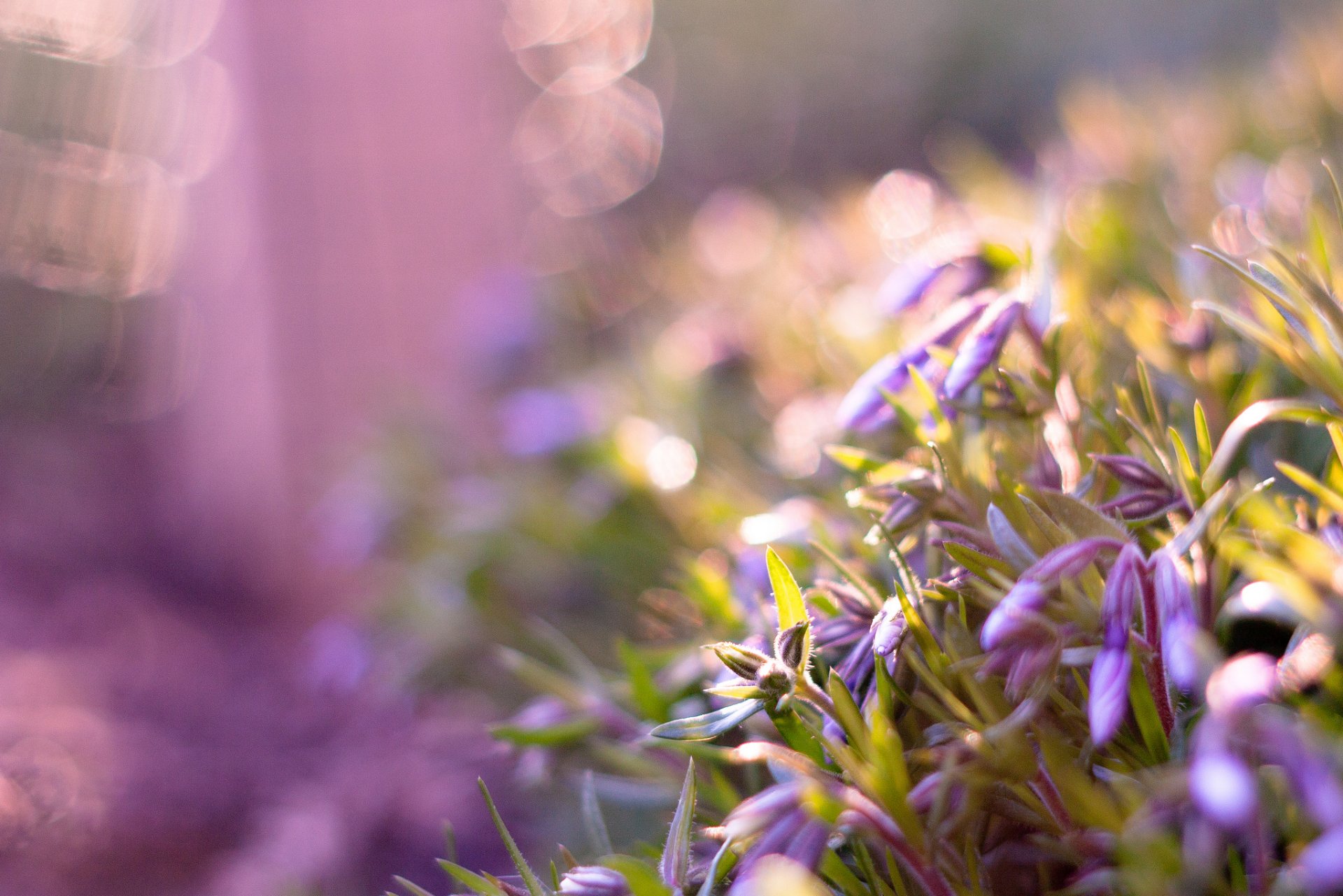 flores lilas brotes reflejos