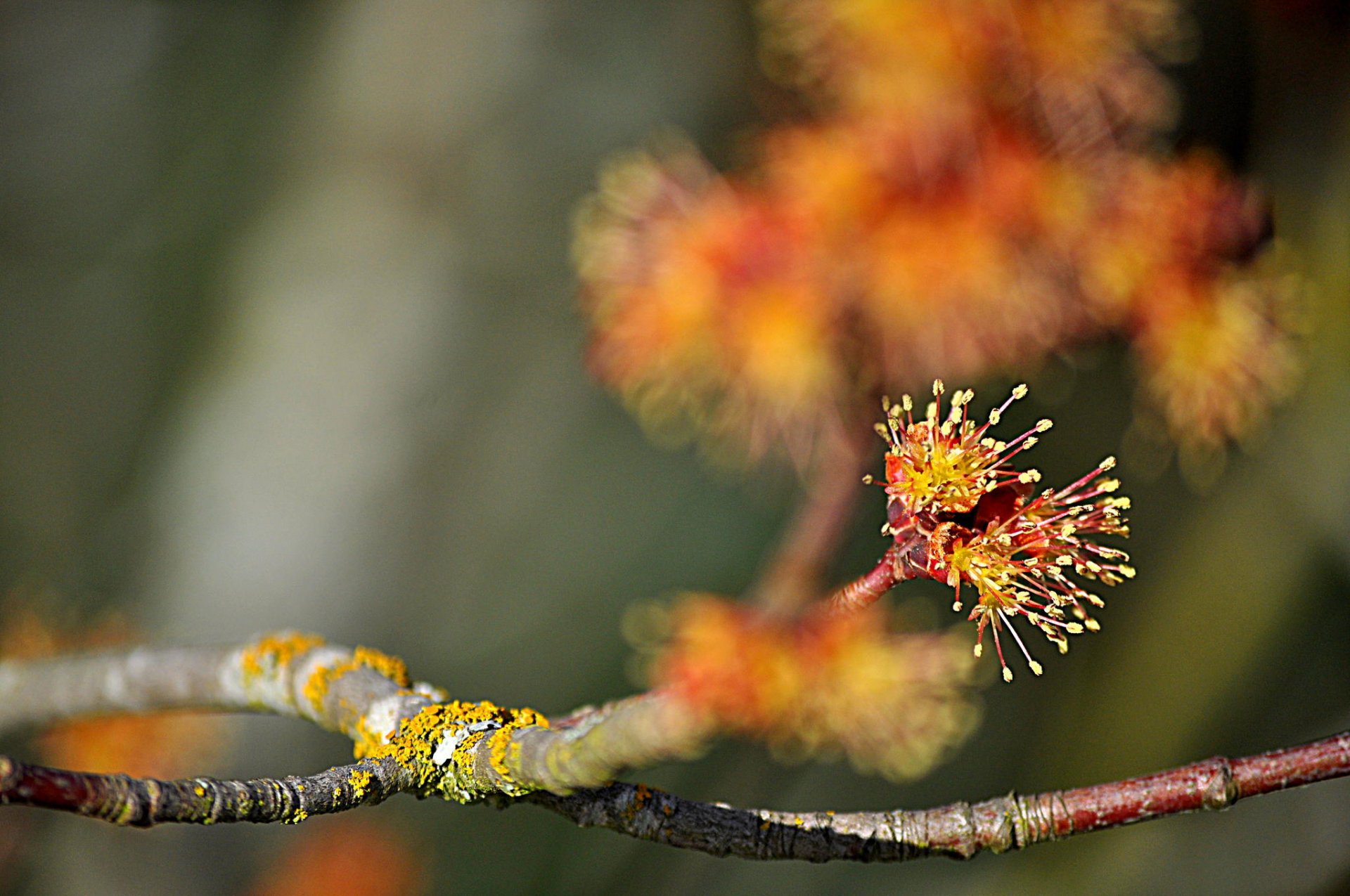 ramo fioritura bokeh