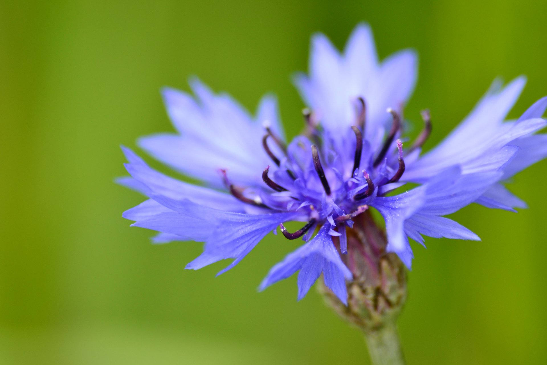 fiore macro estate natura fiore di campo