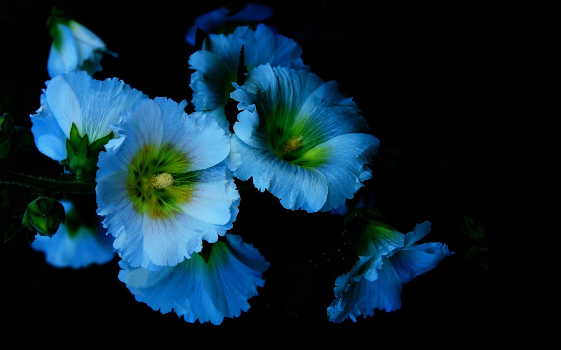 flores pétalos luz sombra malvas fondo