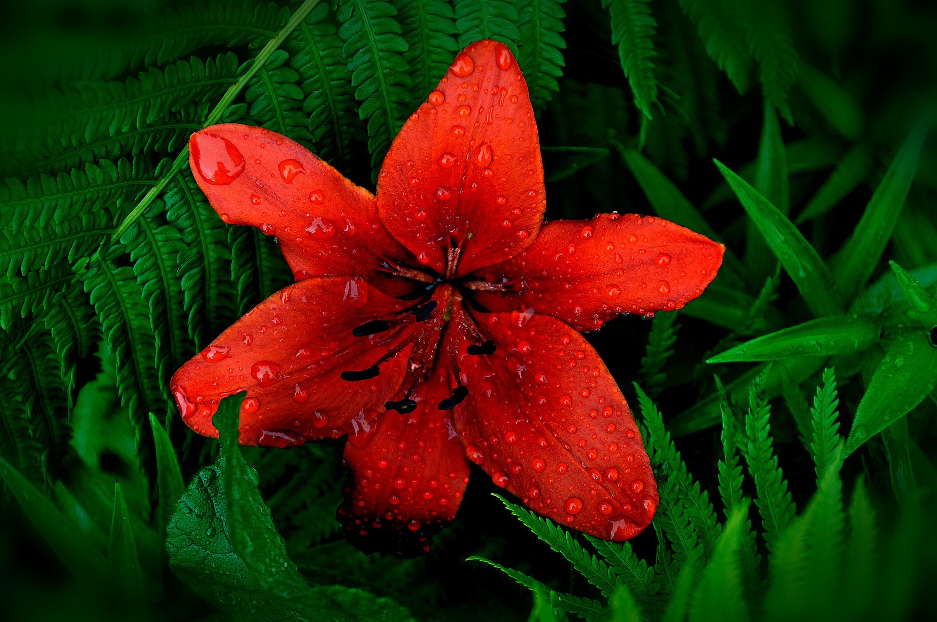 flor lirio pétalos estambres hojas gotas agua rocío