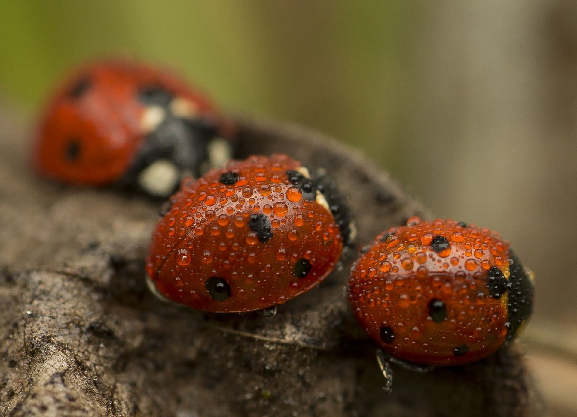 ladybugs drops bokeh