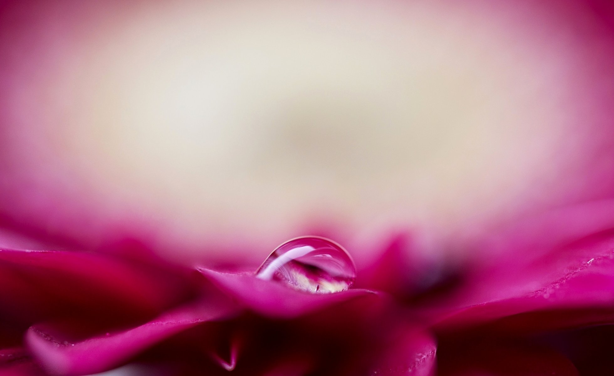 flor rosa pétalos gota agua rocío desenfoque