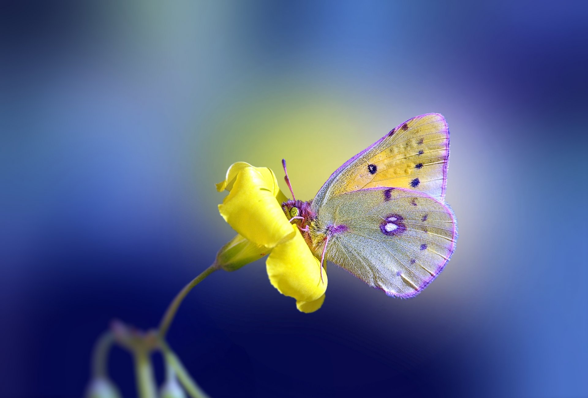 blume gelb schmetterling hintergrund