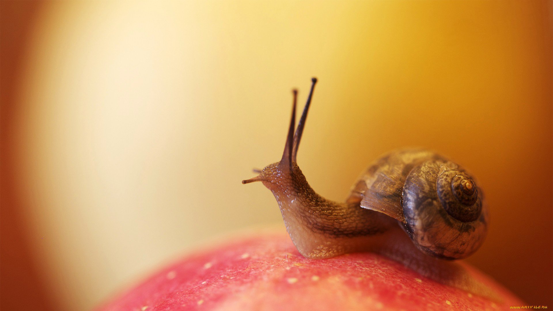 escargot coquille cornes mucus surface céphalopode mollusque