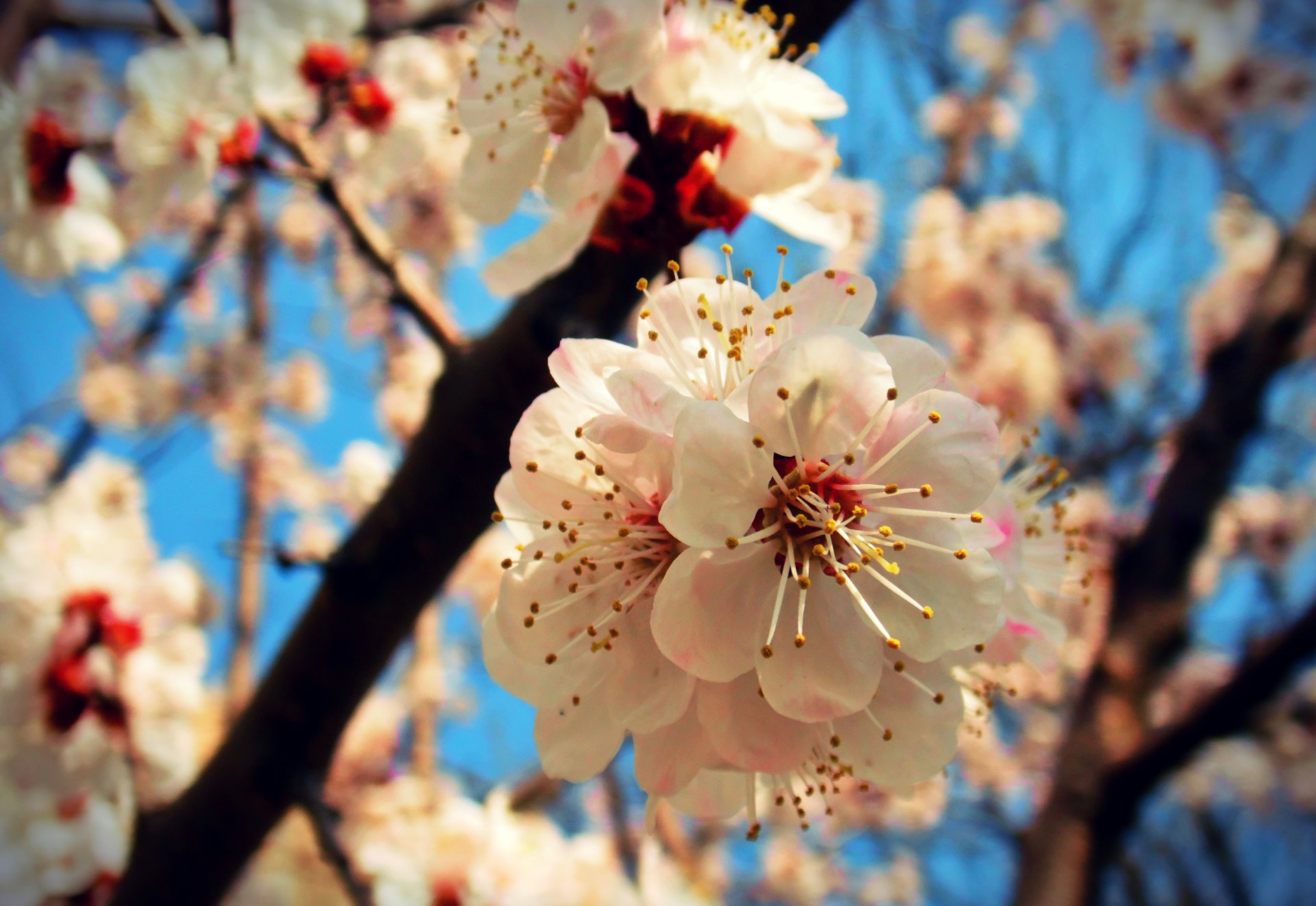 close up spring apricot bloom sky happine