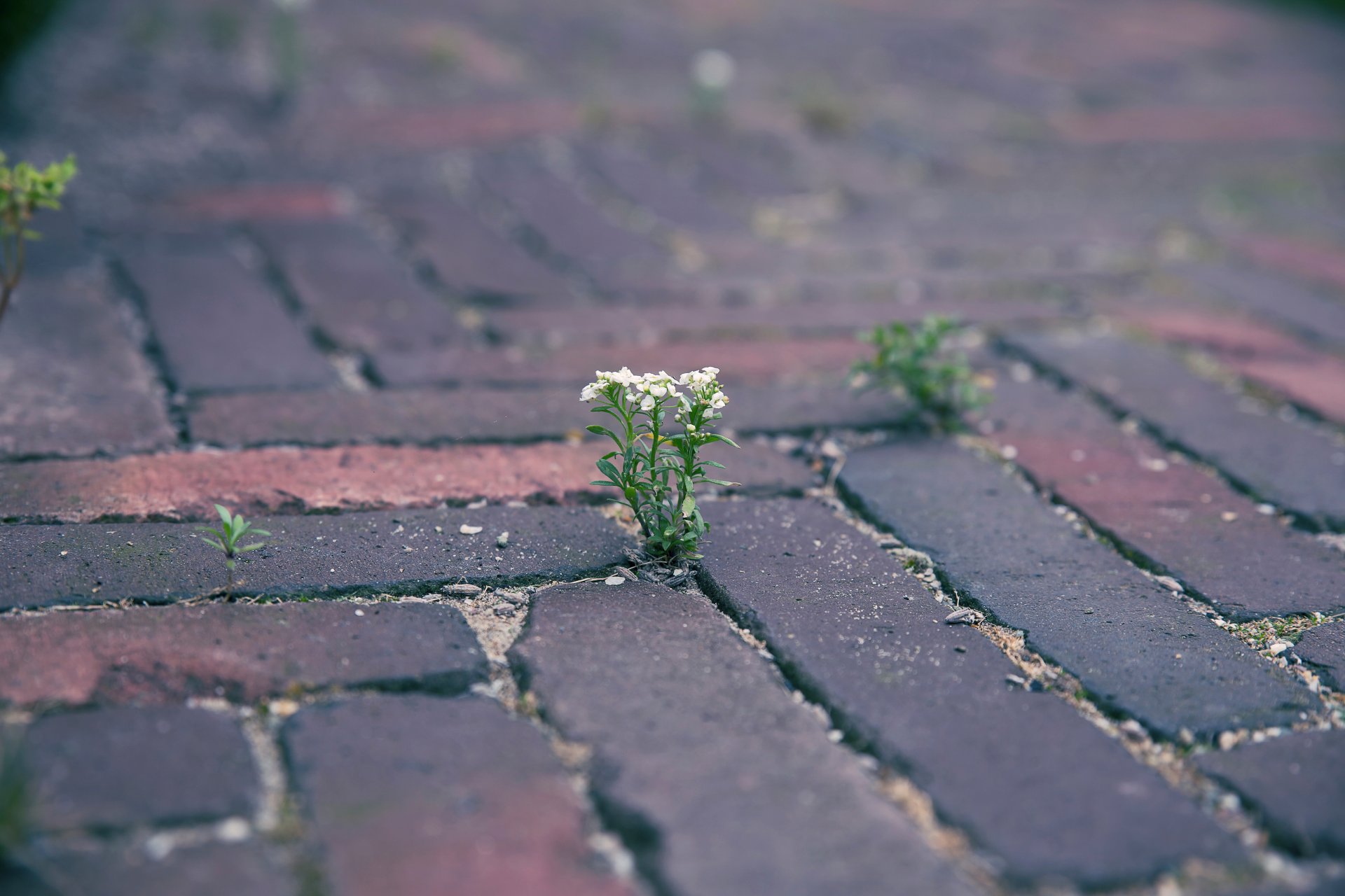 pierres pavé fleur pousse