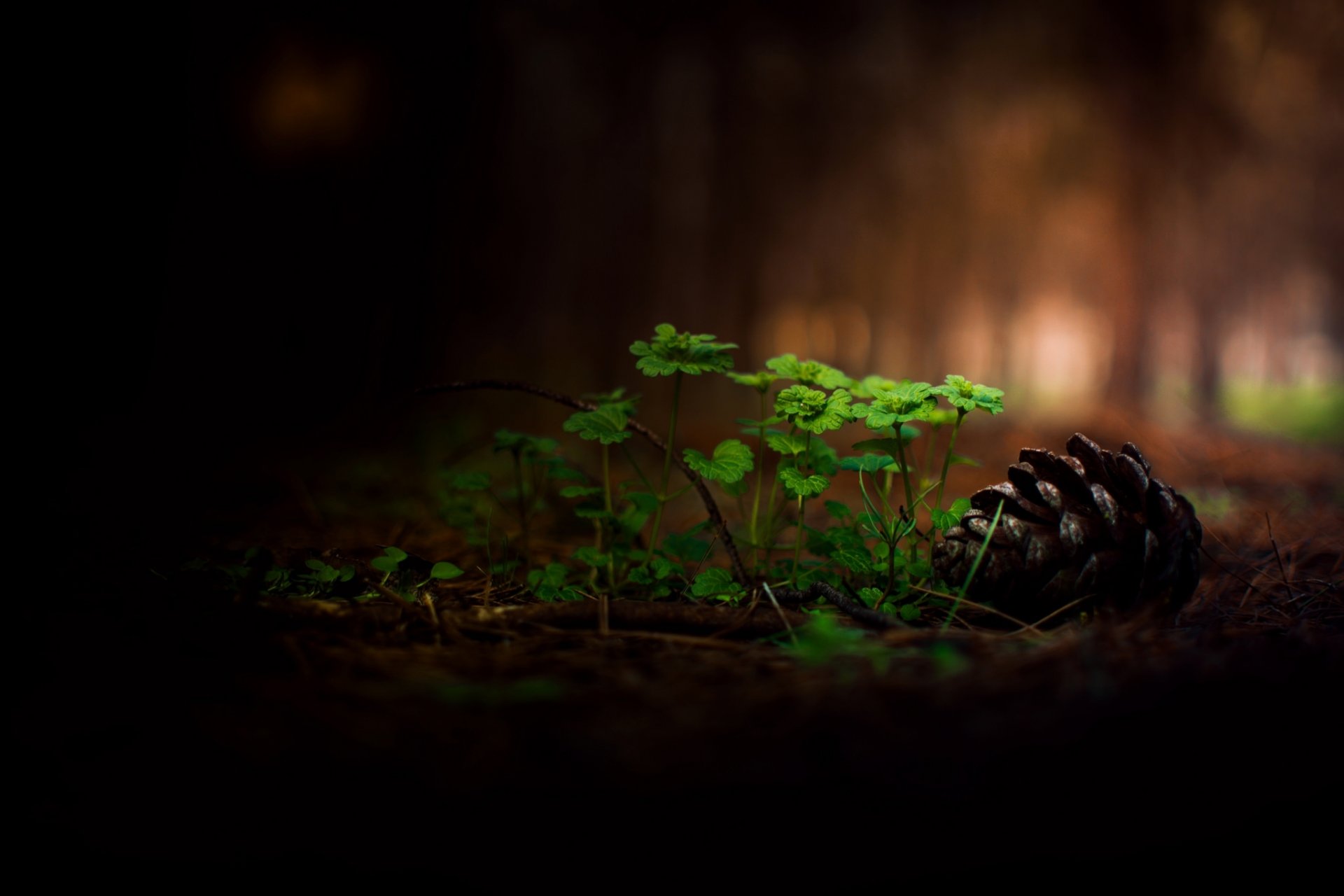 forest grass bump bokeh