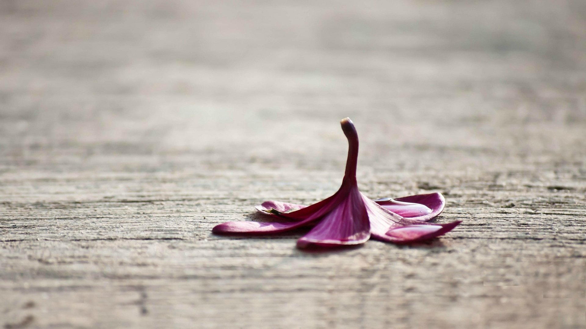 macro fiore fiore viola macro sfondo carta da parati widescreen schermo intero widescreen widescreen