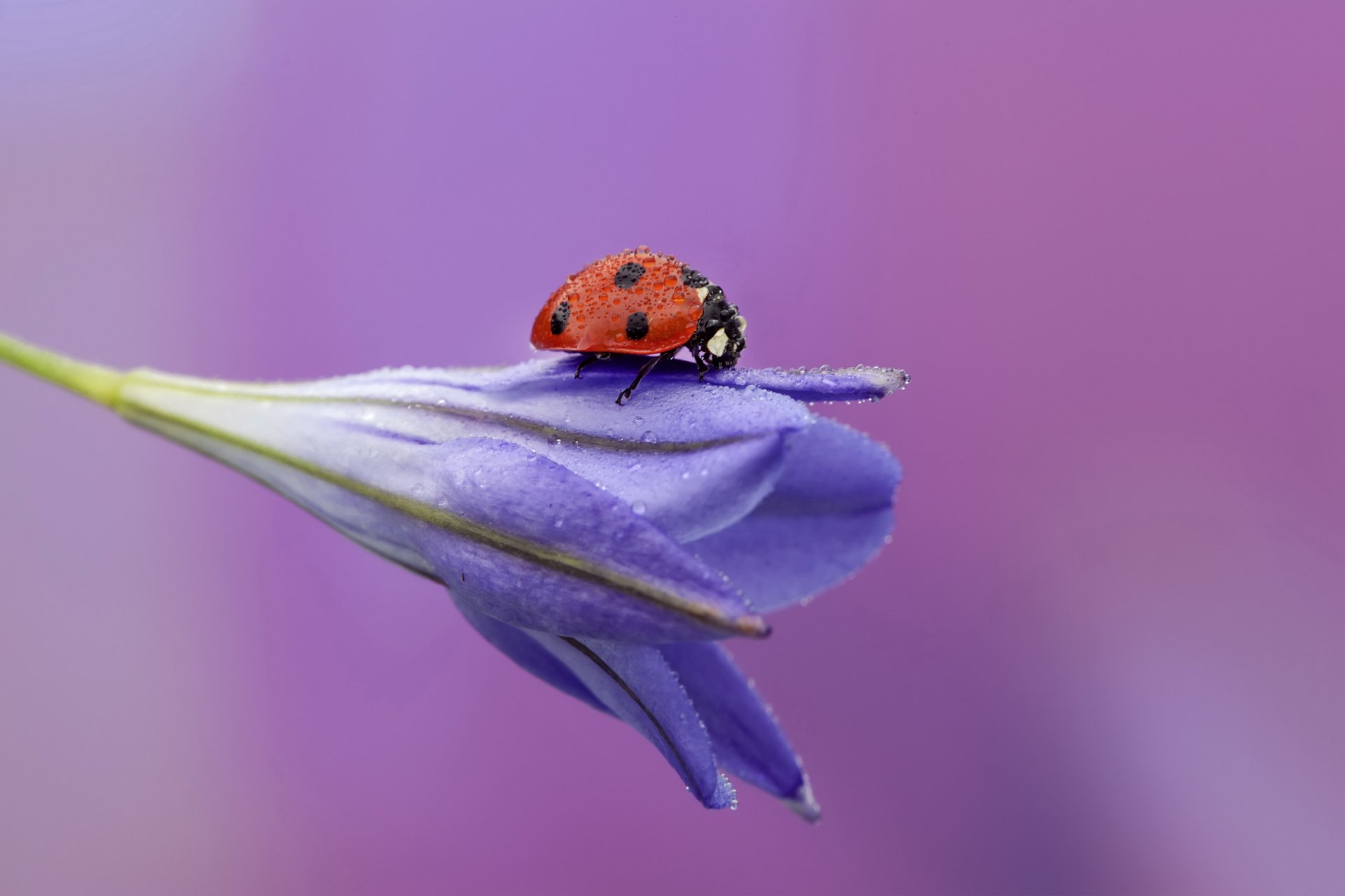 fiore coccinella gocce rugiada sfondo