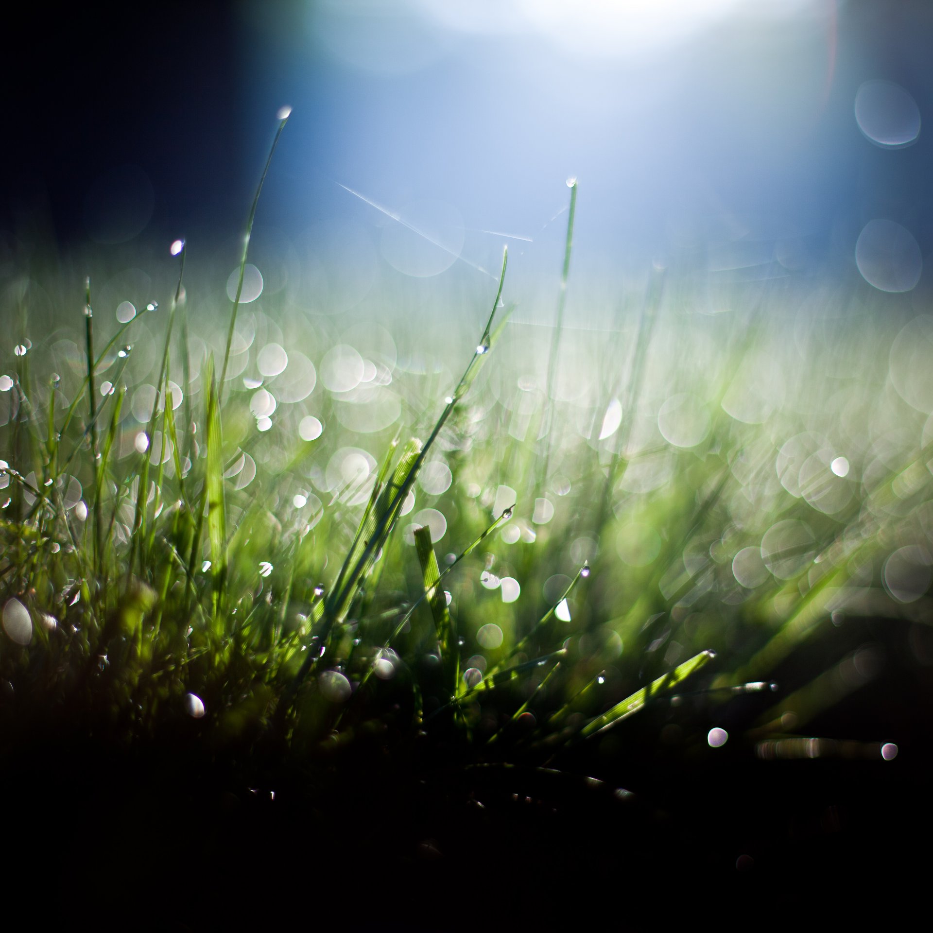 grass blue green black bokeh