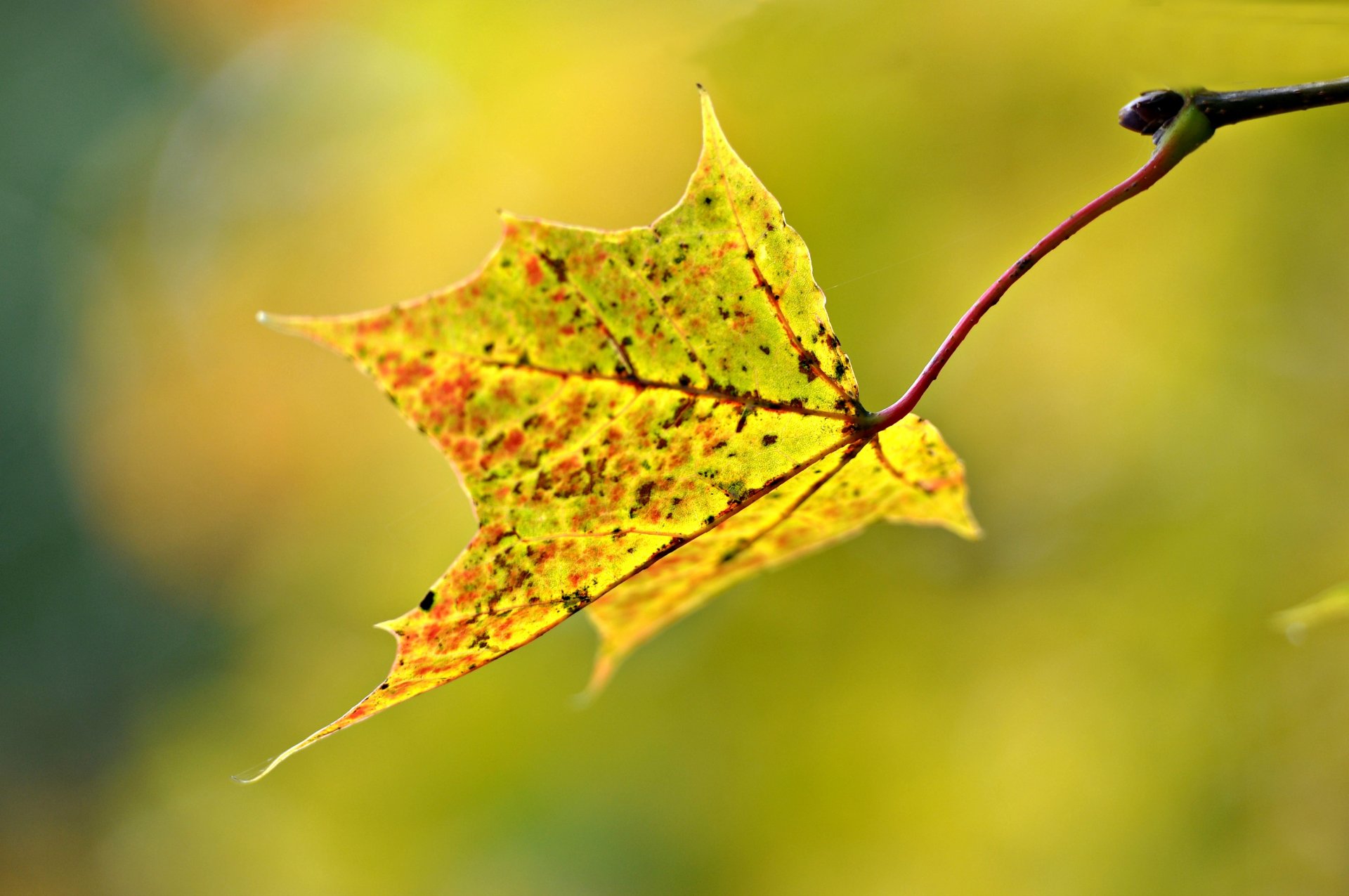 macro foglia autunno sfocatura