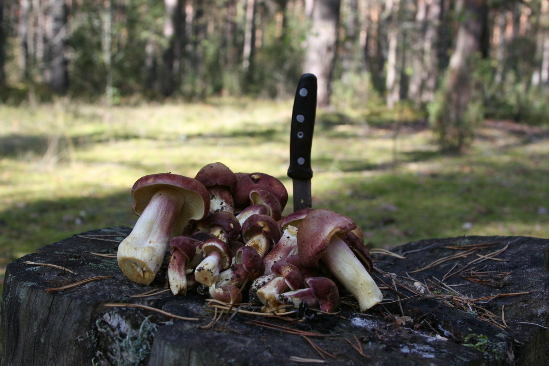 hintergrund tapete makro wald pilze zu fuß ernte