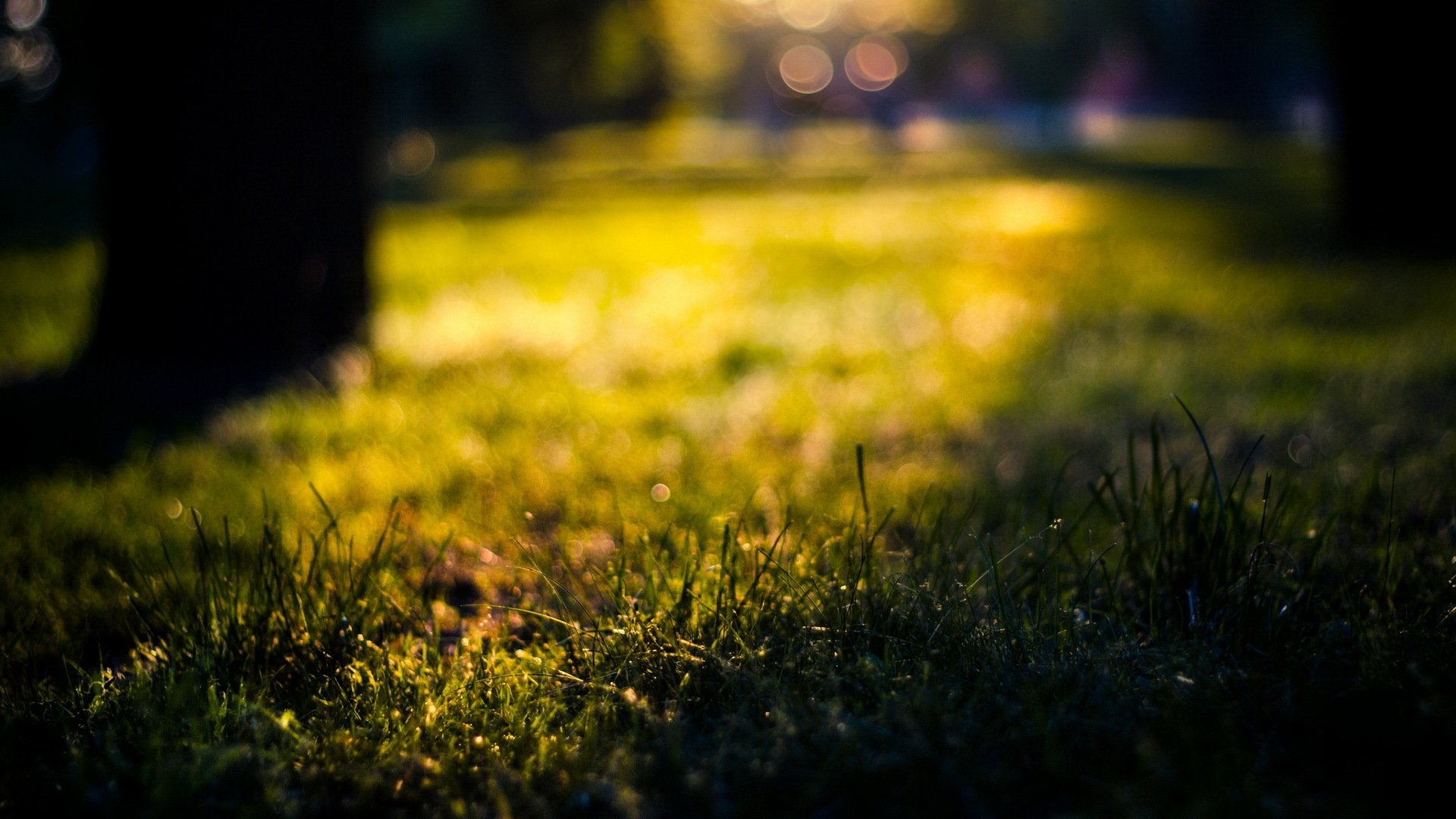 close up summer grass sun bokeh