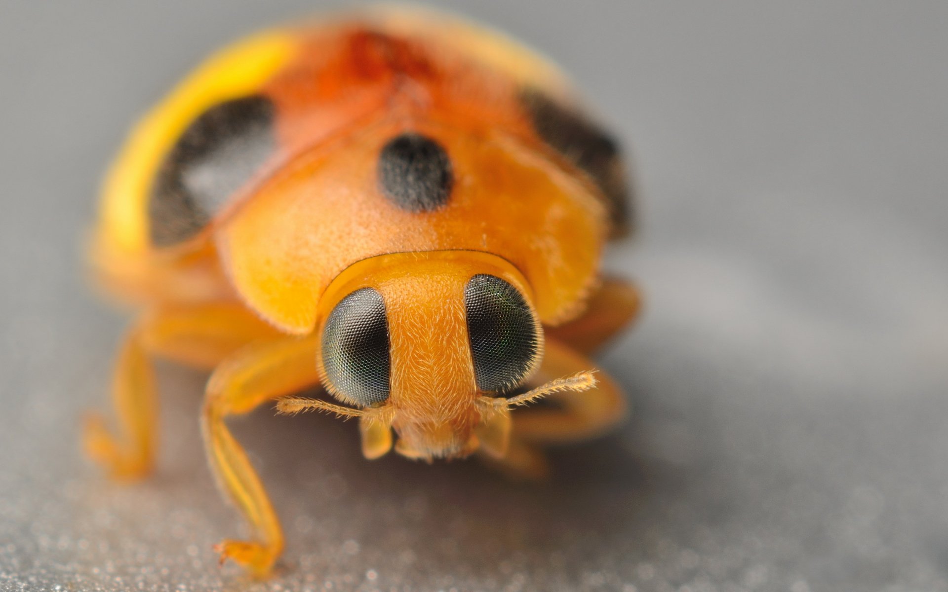 coccinella occhi viticci macro