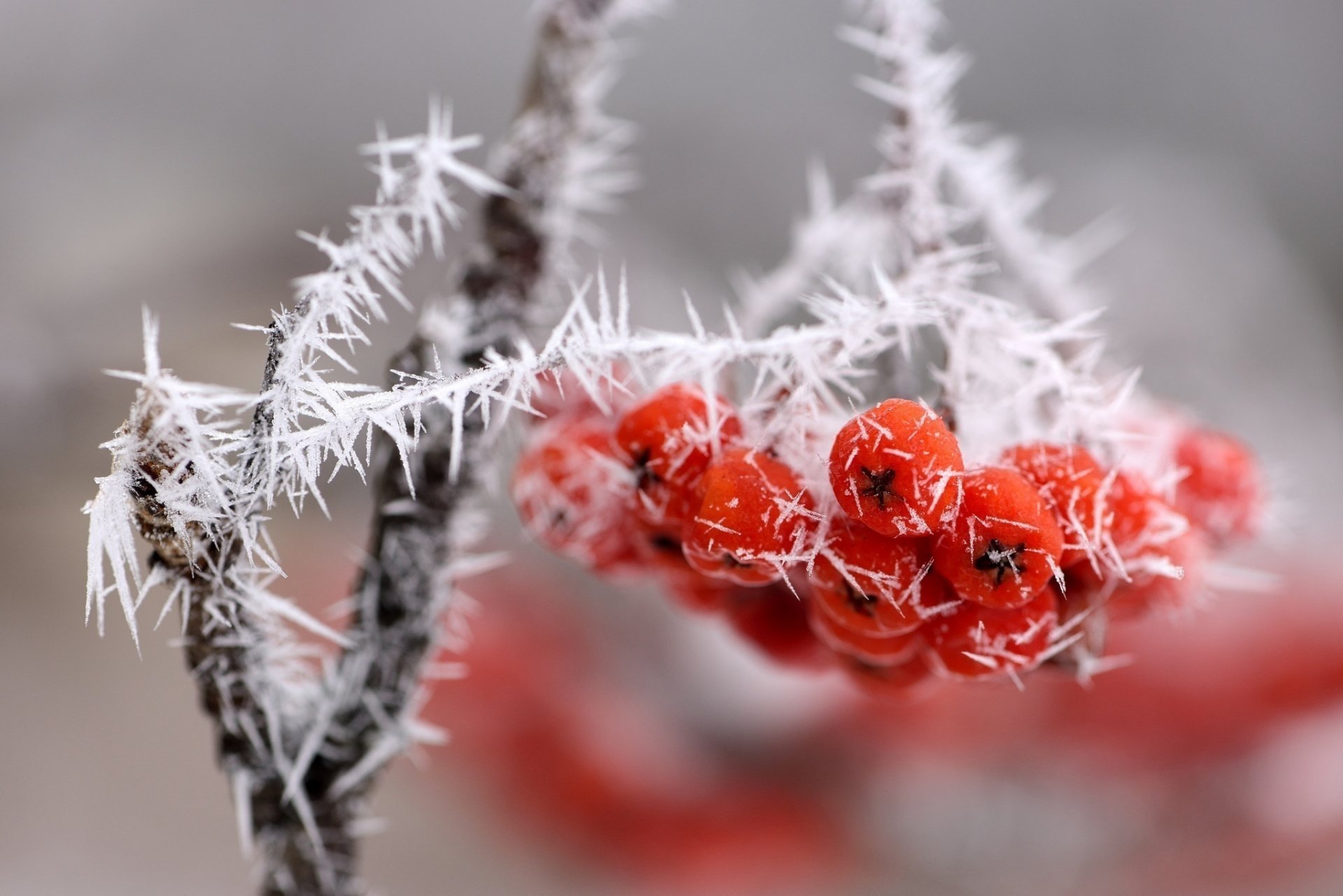 branch bunch of berries red frost snow next close up