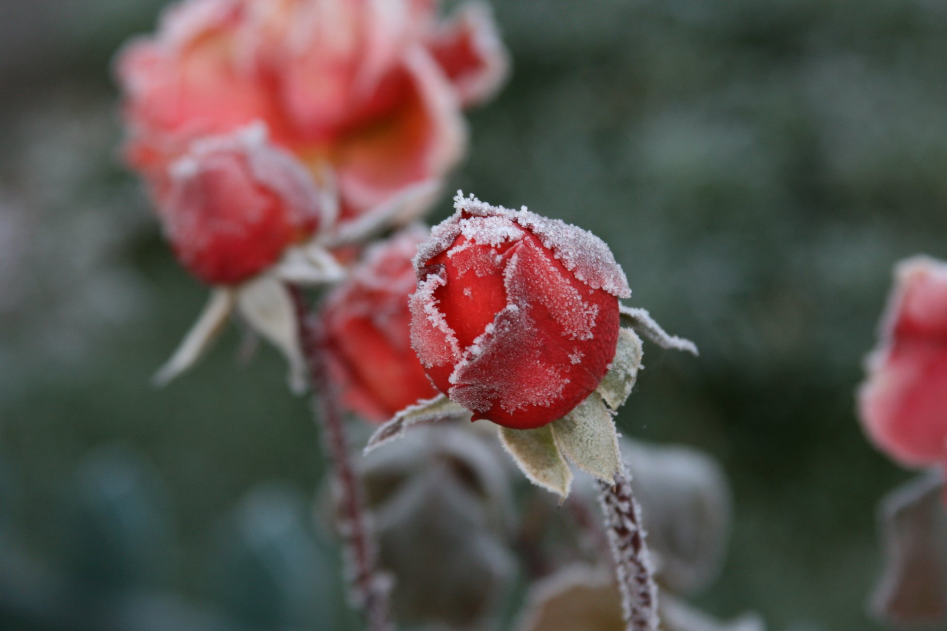 background wallpaper macro roses flowers buds cold frost frost