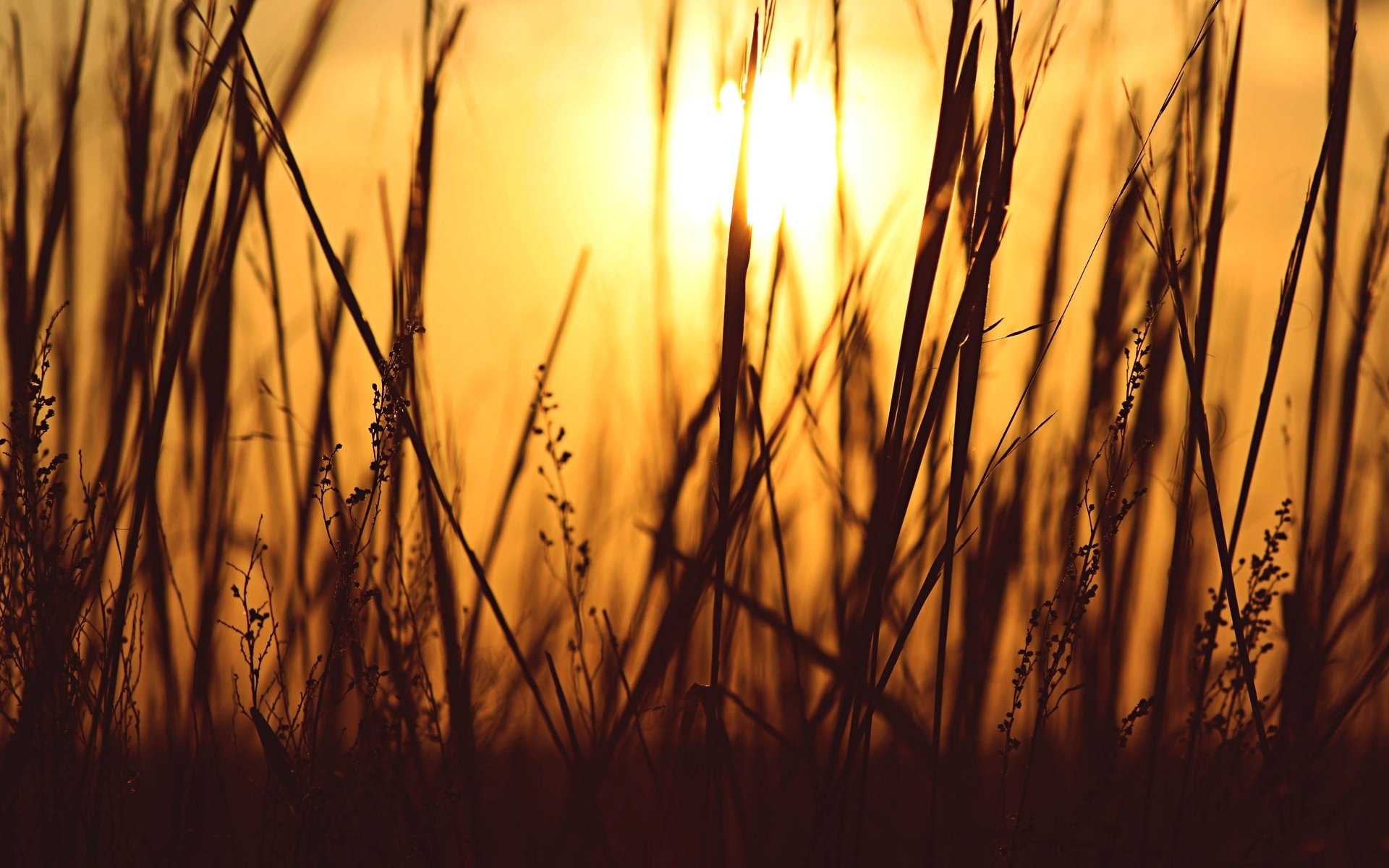 makro pflanze gras silhouette sonne hintergrund abend tapete widescreen vollbild widescreen