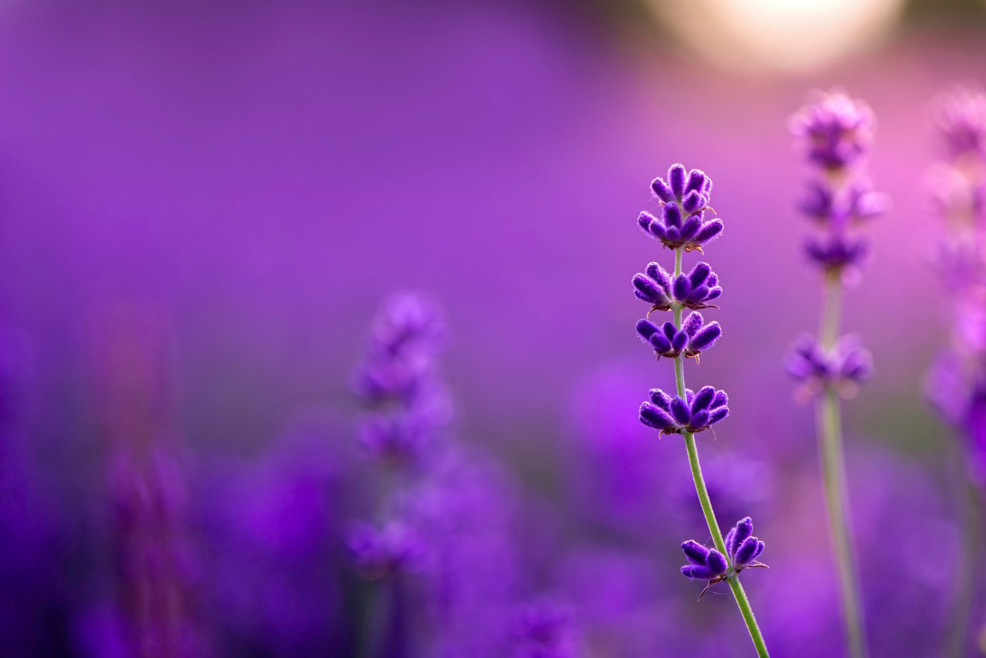 ✿ lavanda bokeh tutto viola