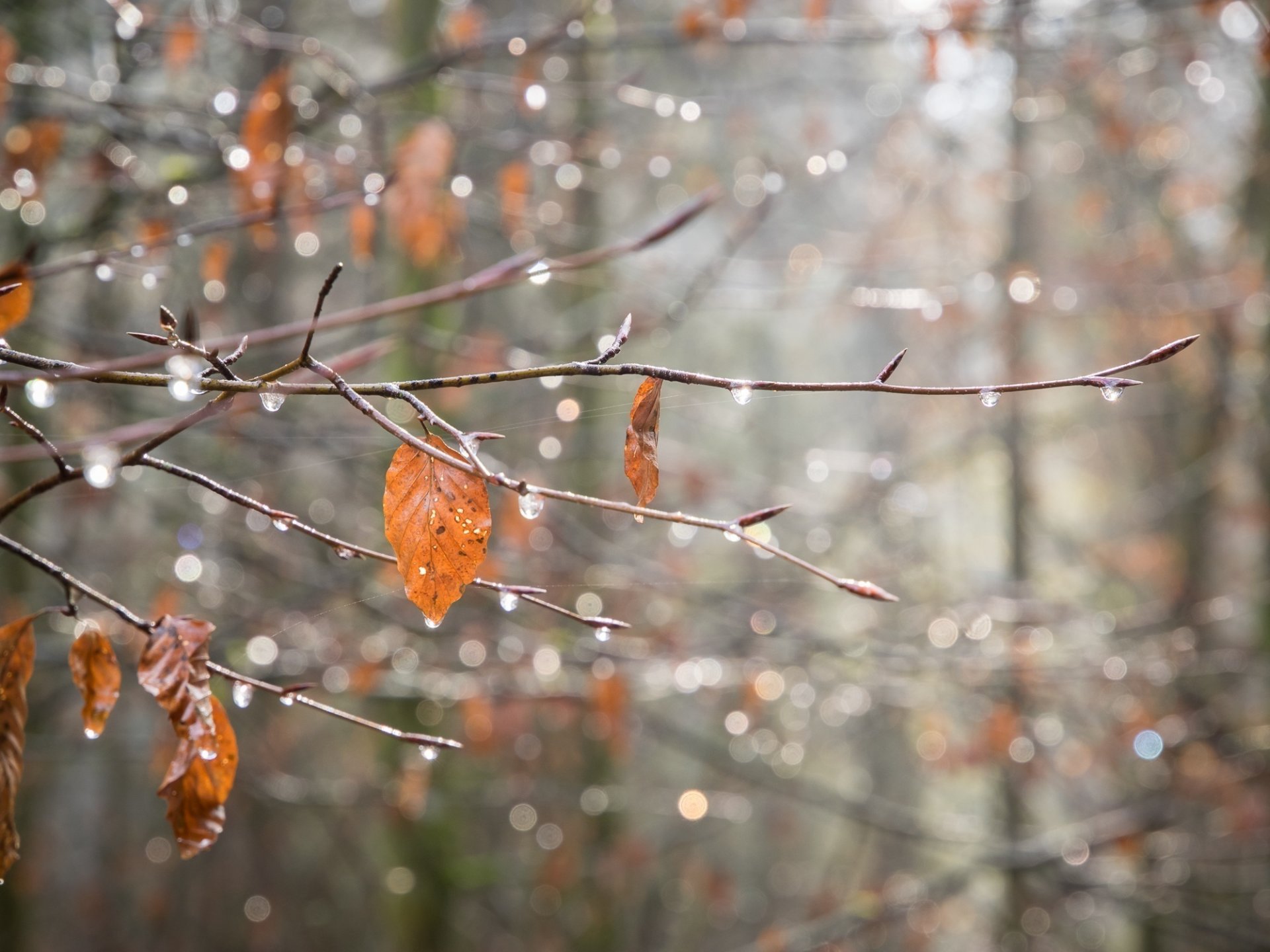 branch leaves web drops shine close up