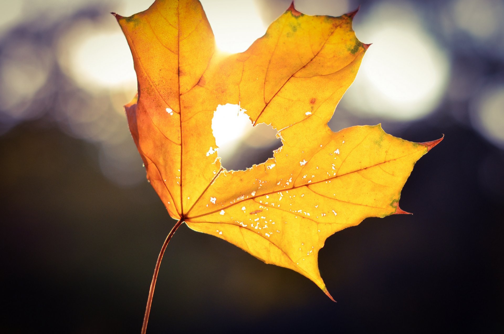 hoja arce amarillo corazón corazón luz bokeh otoño