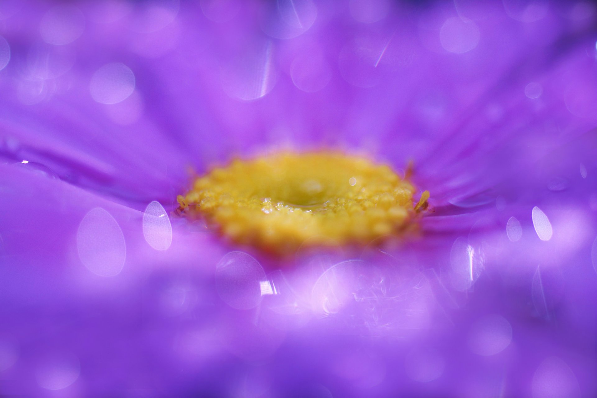 purple flower petals close up droplets reflection