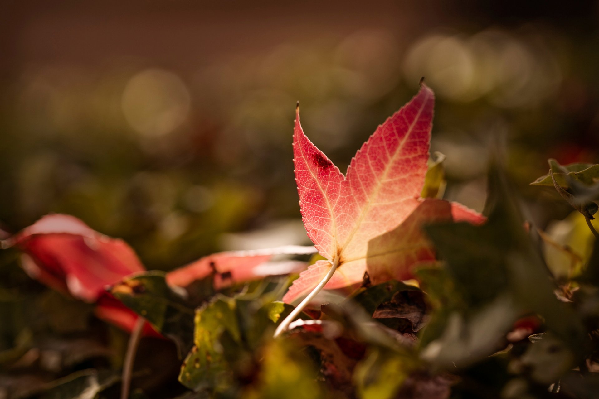 hoja otoño bokeh