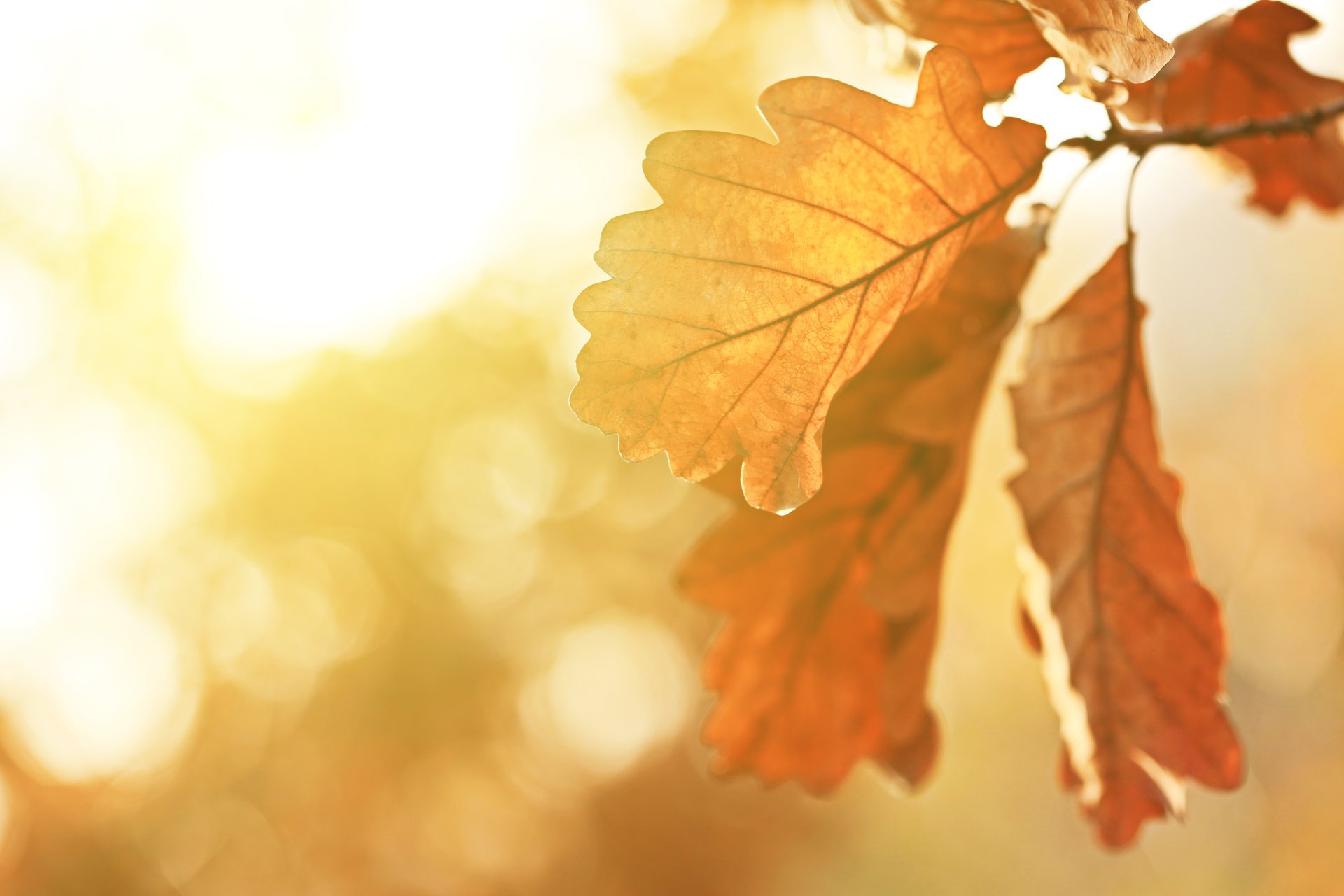 herbstbäume sonnenstrahlen eichenblätter natur landschaft herbst espe indien makro schön herbst espe makro