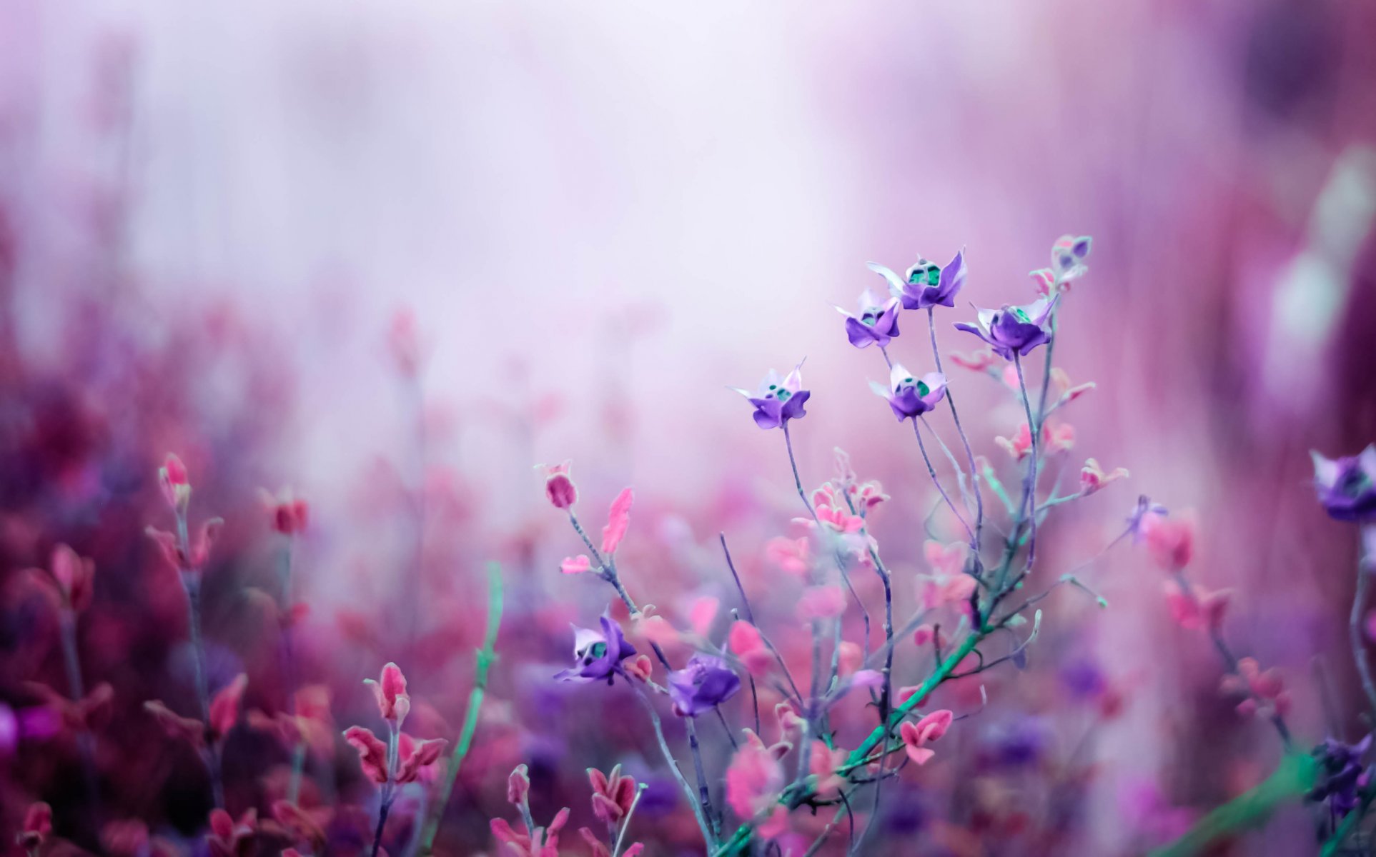 flower purple pink field close up bokeh nature