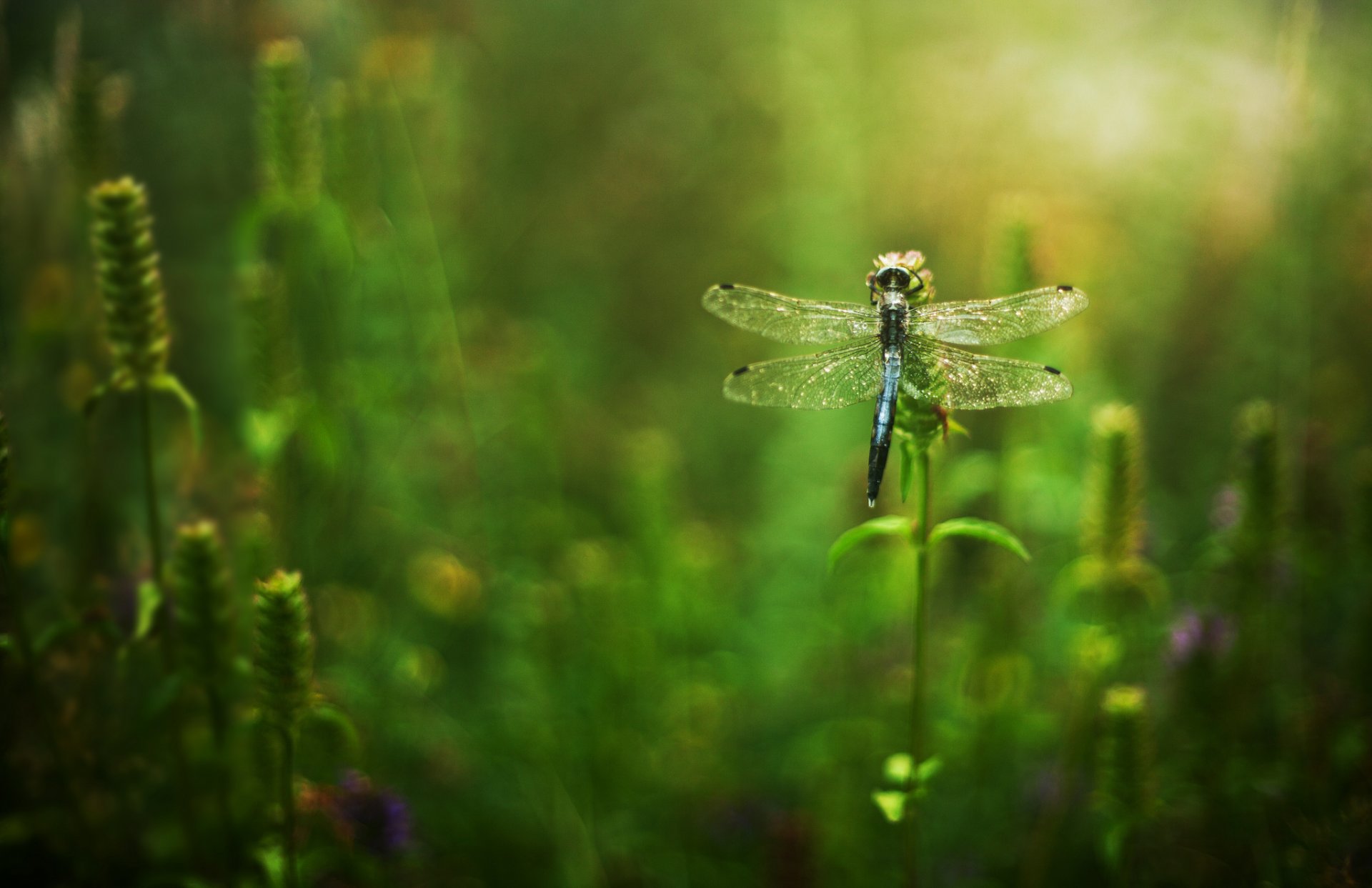 grass flower dragonfly