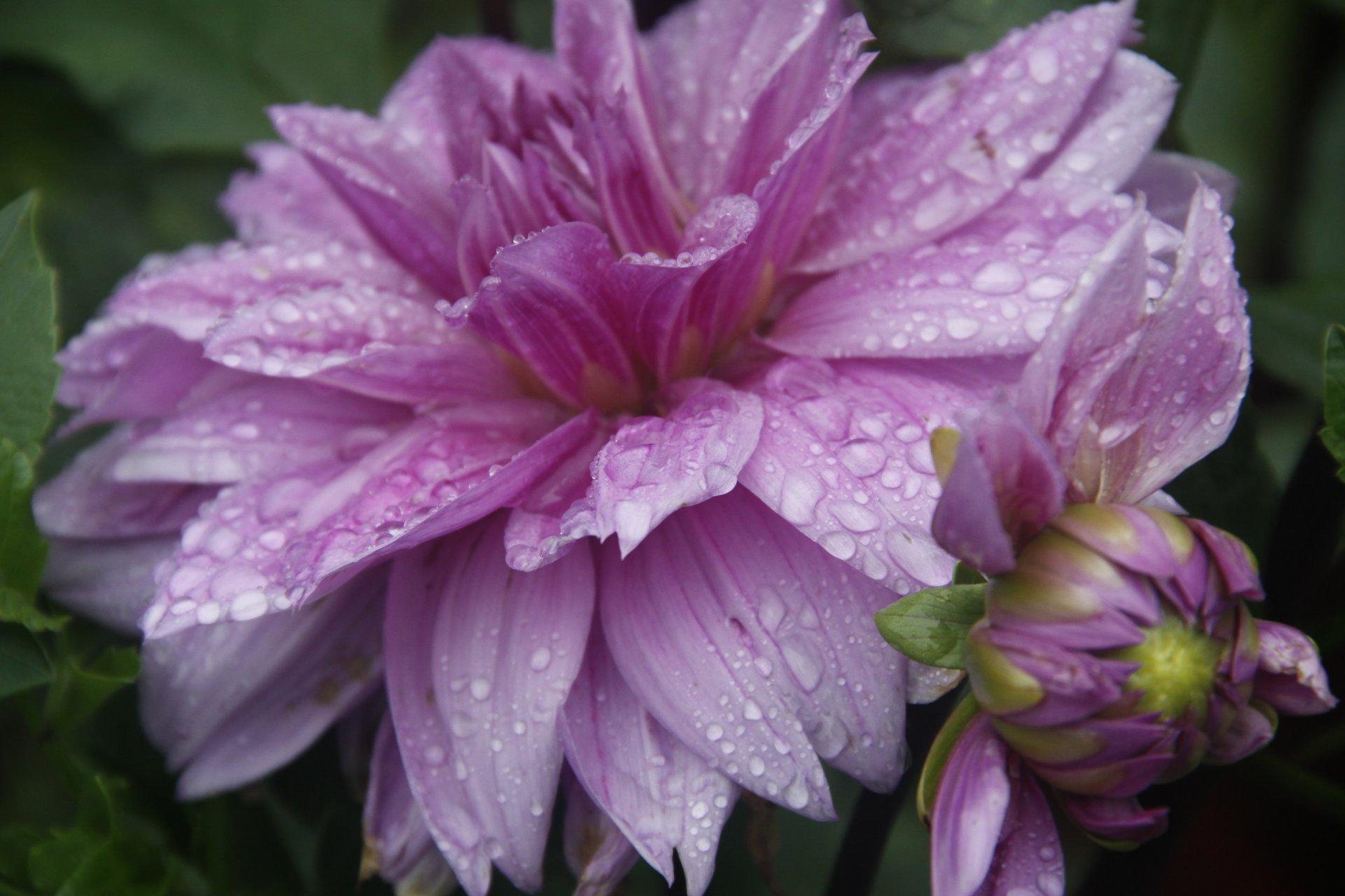 fondo papel pintado macro flor gotas lluvia naturaleza jardín pueblo planta