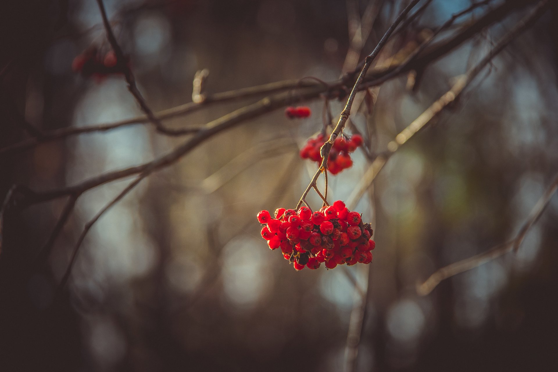 herbst blätter bäume eberesche beeren düster bewölkt wald natur