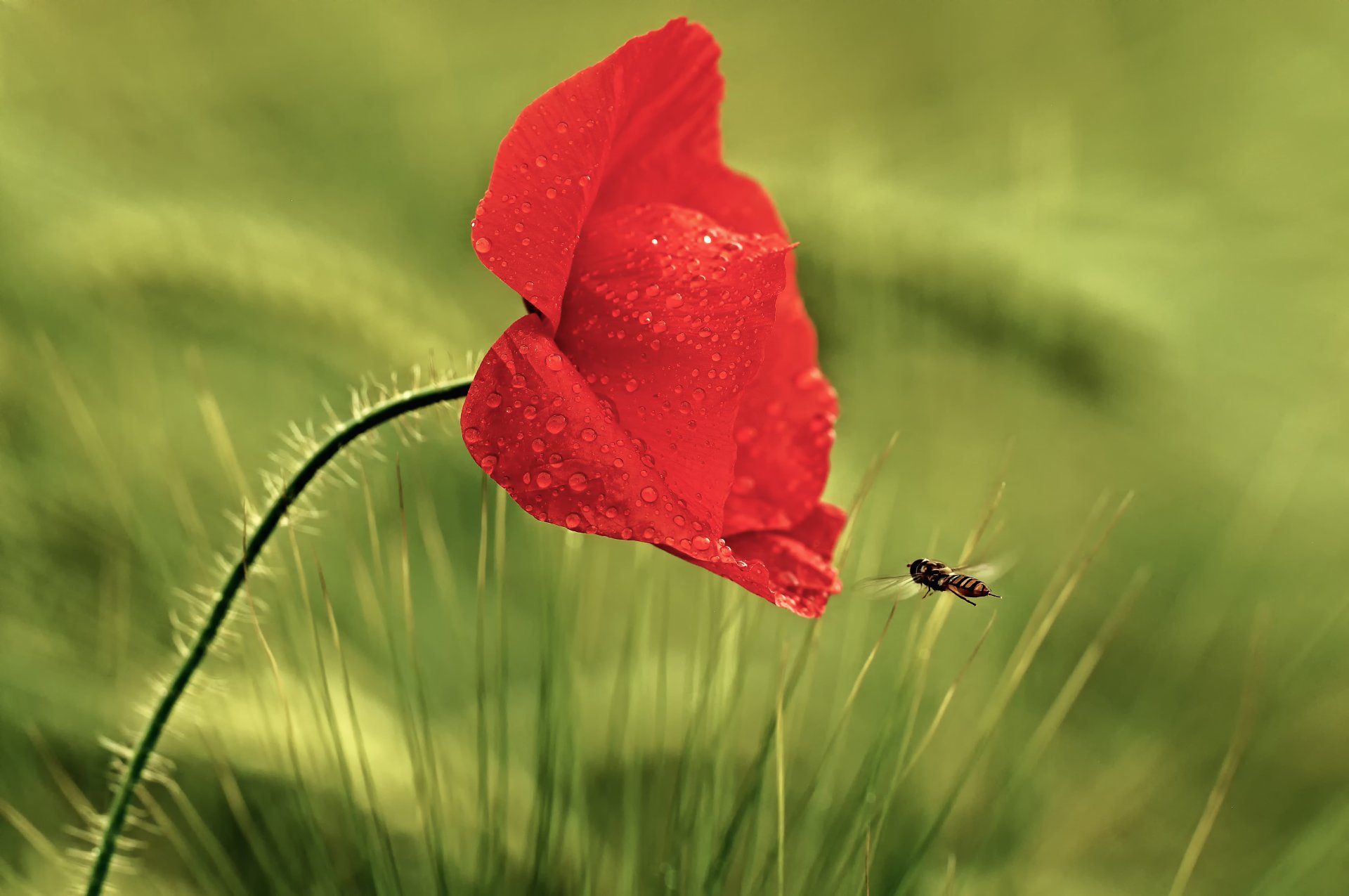 gras blume mohn rot tropfen tau insekt