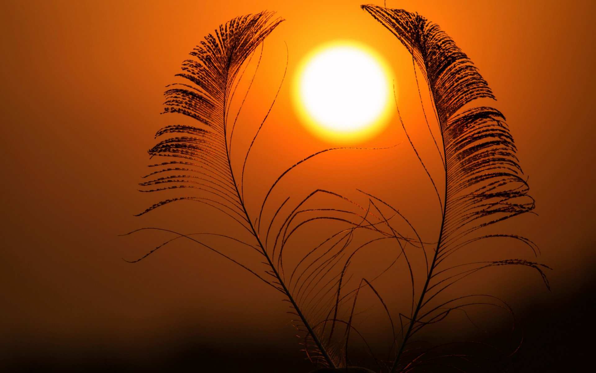 soleil plumes ciel