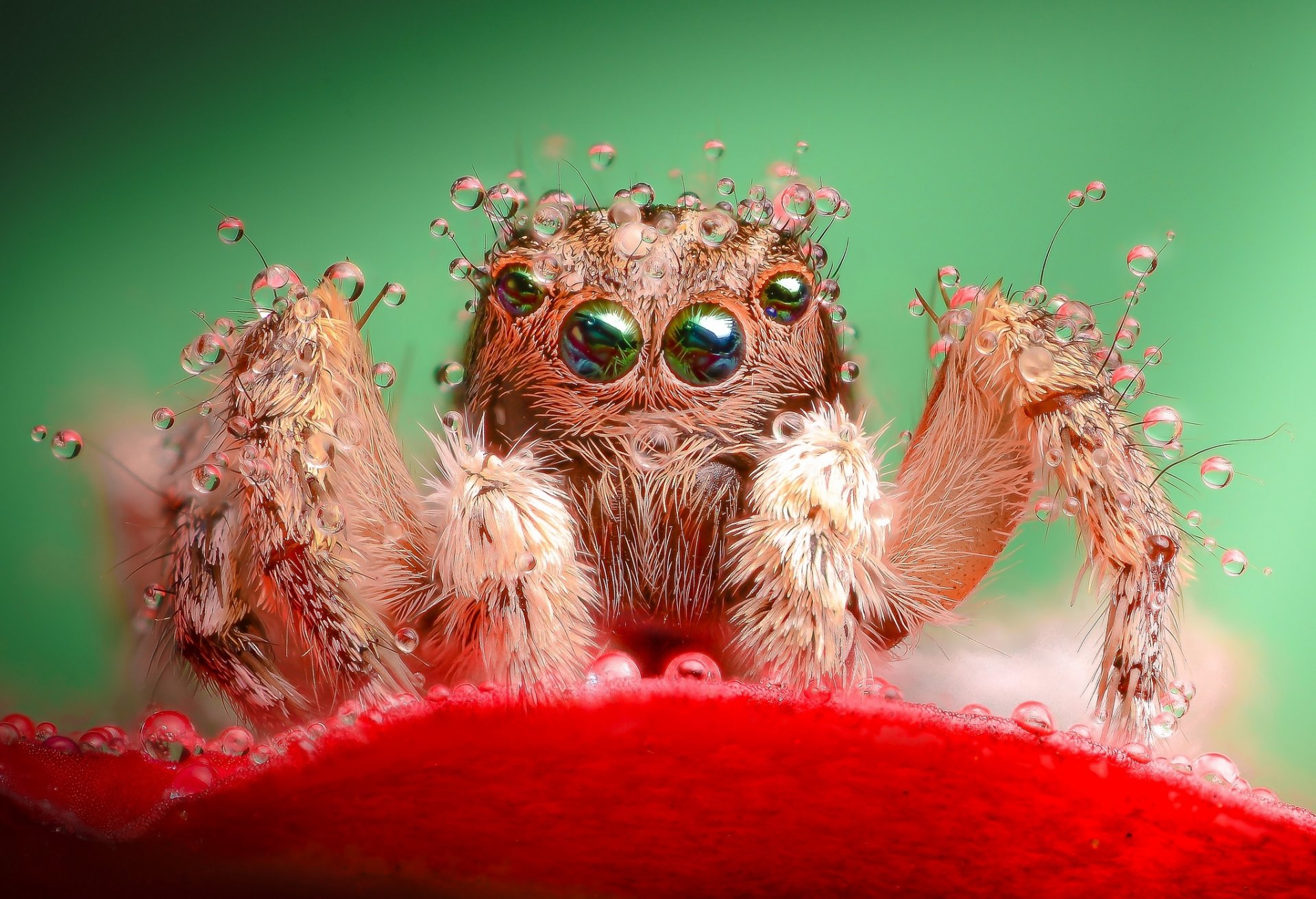 flor rojo pétalo araña jumper gotas rocío