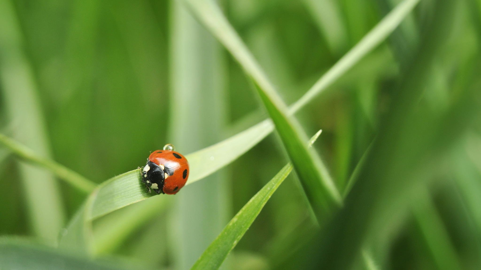 ladybug gra