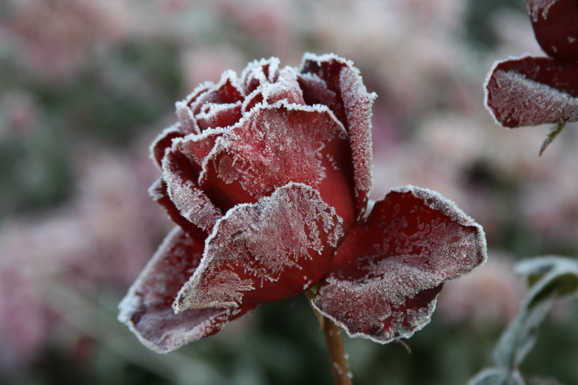 fondo fondo de pantalla macro rosa escarcha frío invierno naturaleza pueblo flor flores