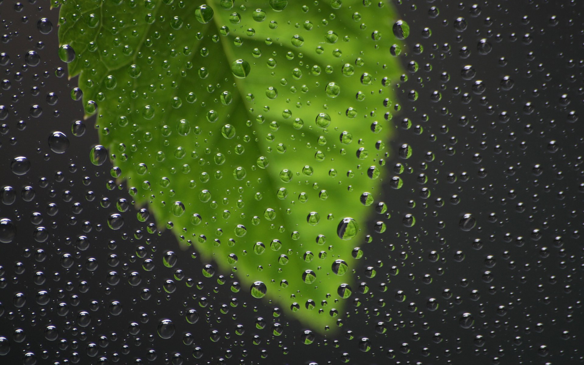 gota hojas fundición lluvia ventana vidrio