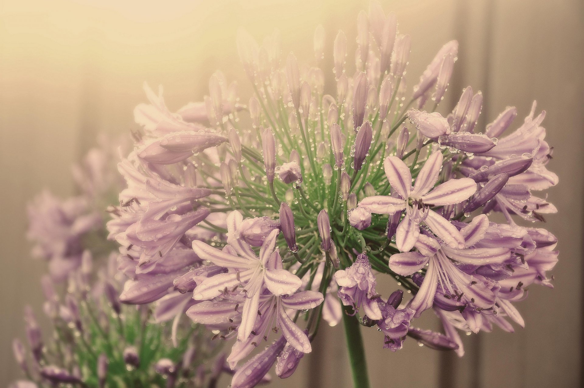 fiore infiorescenza rosa agapandus gocce d acqua nebbia