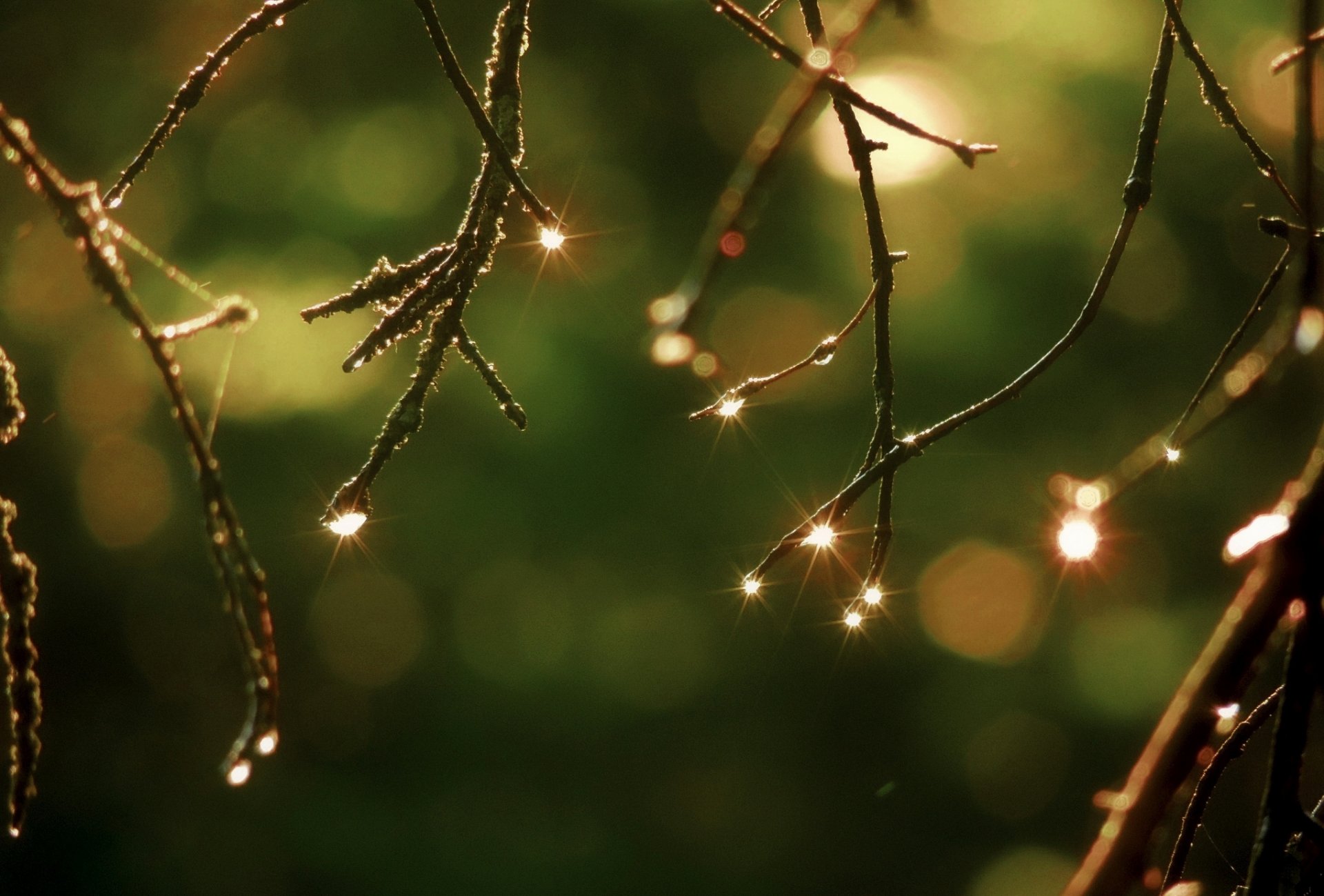 zweige natur tropfen bokeh makro