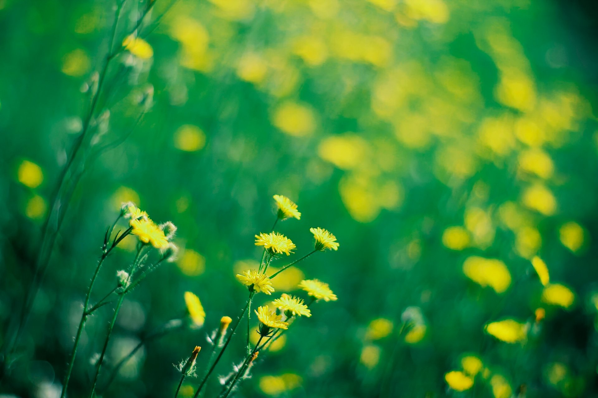 été soleil fleurs