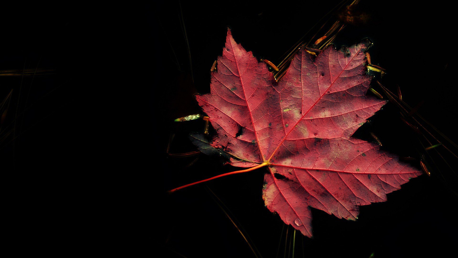 fondo hoja naturaleza otoño