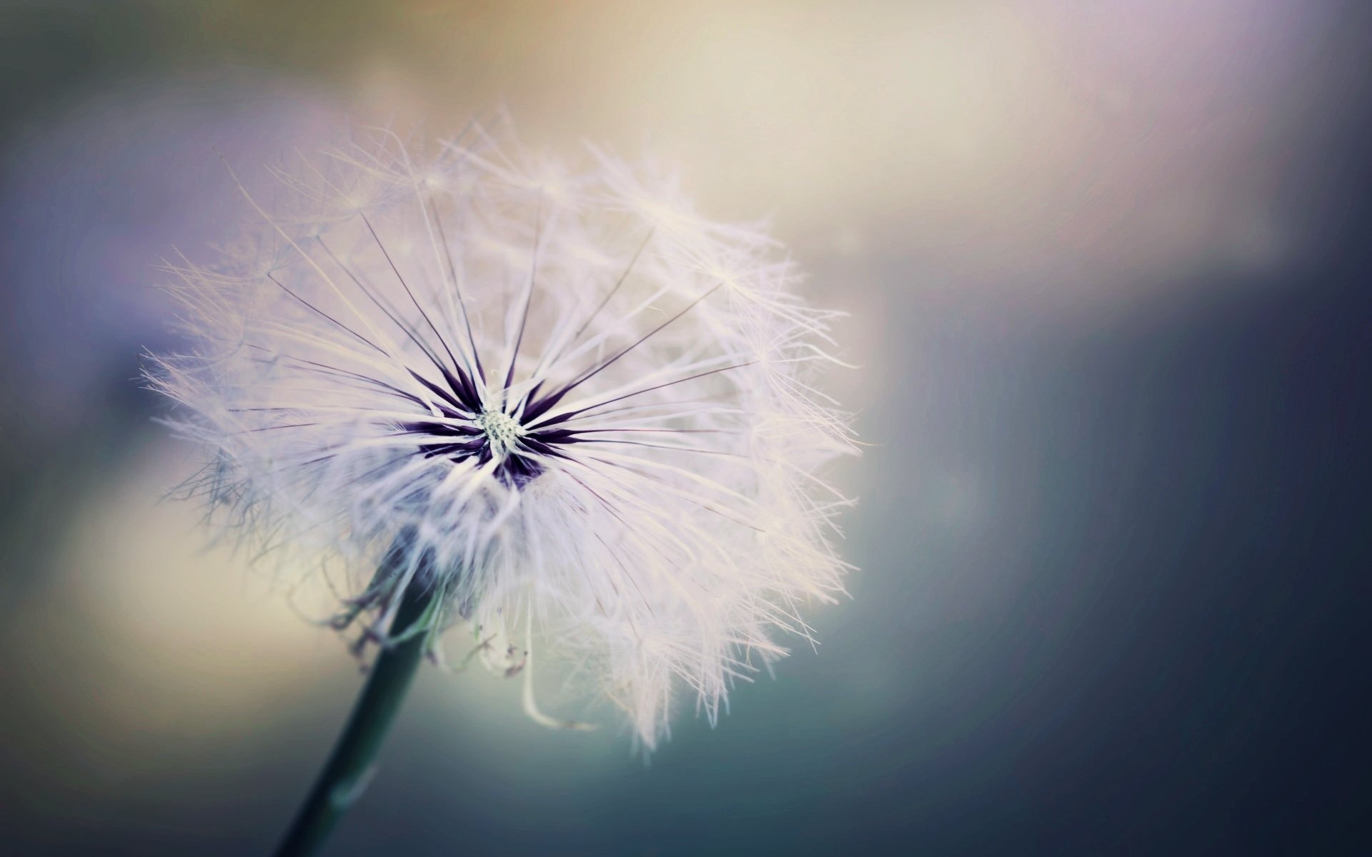 close up dandelion blur background macro wallpaper widescreen full screen hd wallpapers fullscreen