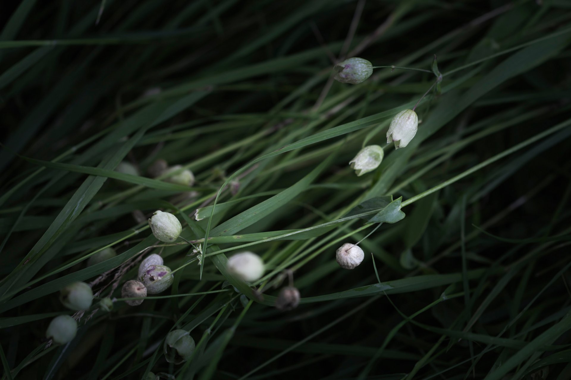 herbe fleurs bokeh