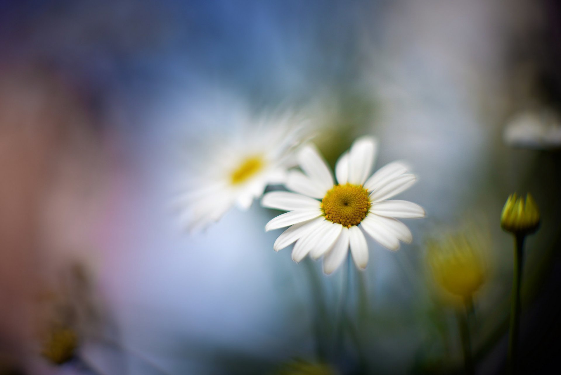 gros plan fleur marguerite flou