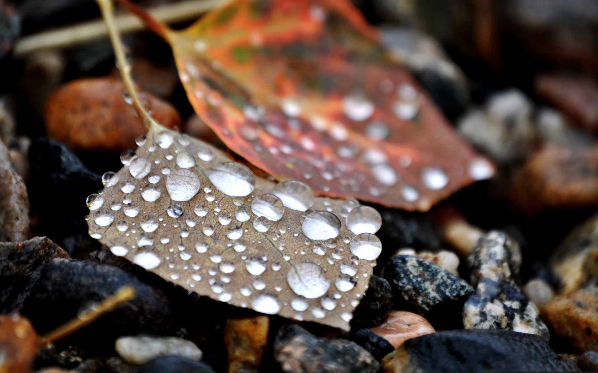 gotas piedras hojas