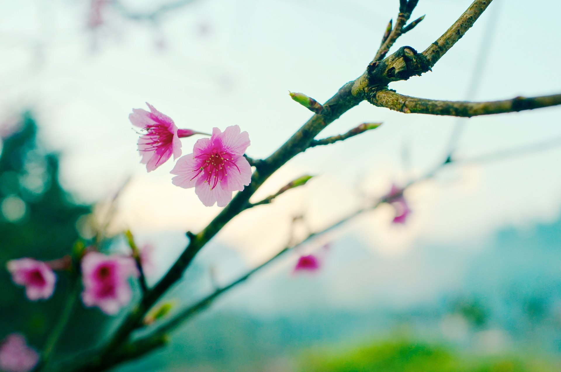 primavera sakura flor bokeh