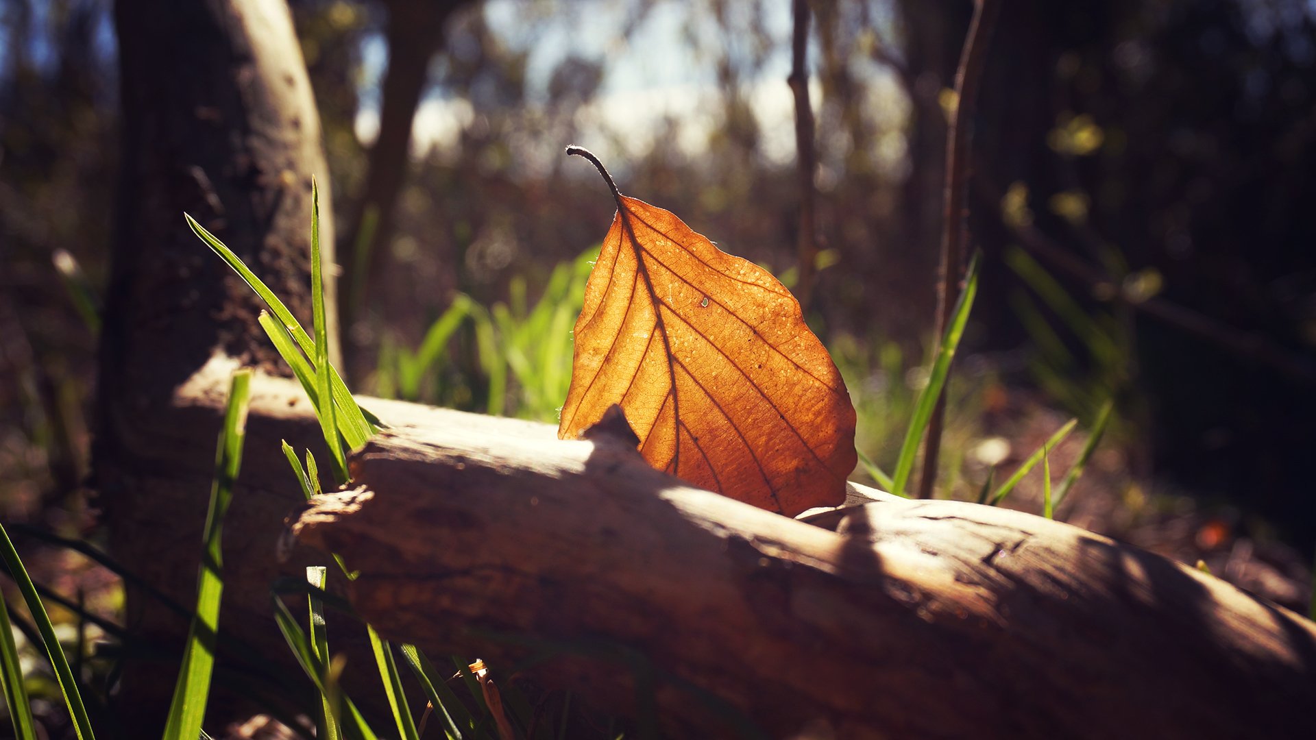 blatt makro natur wald