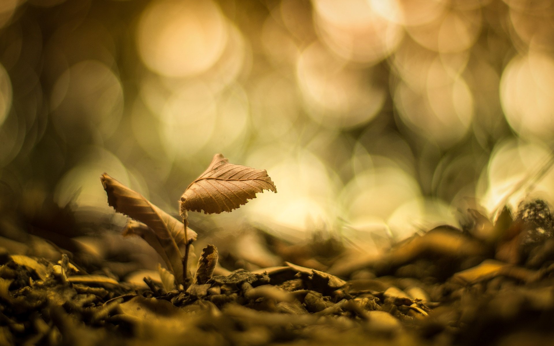 makro liść listki liście rozmycie bokeh makro tło tapeta panoramiczny pełny ekran panoramiczny panoramiczny